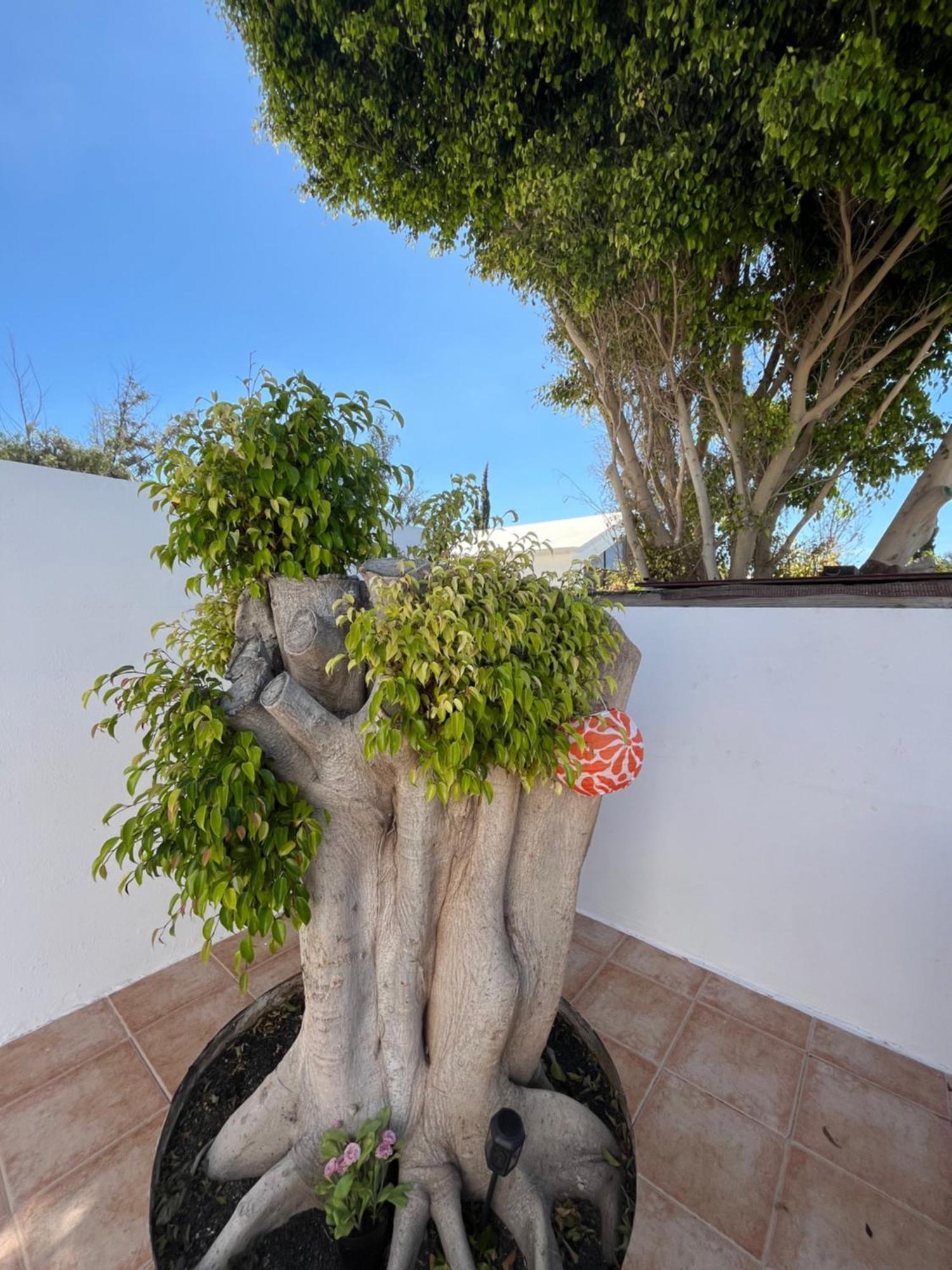 Casa Tina Apartment Costa Teguise Exterior photo